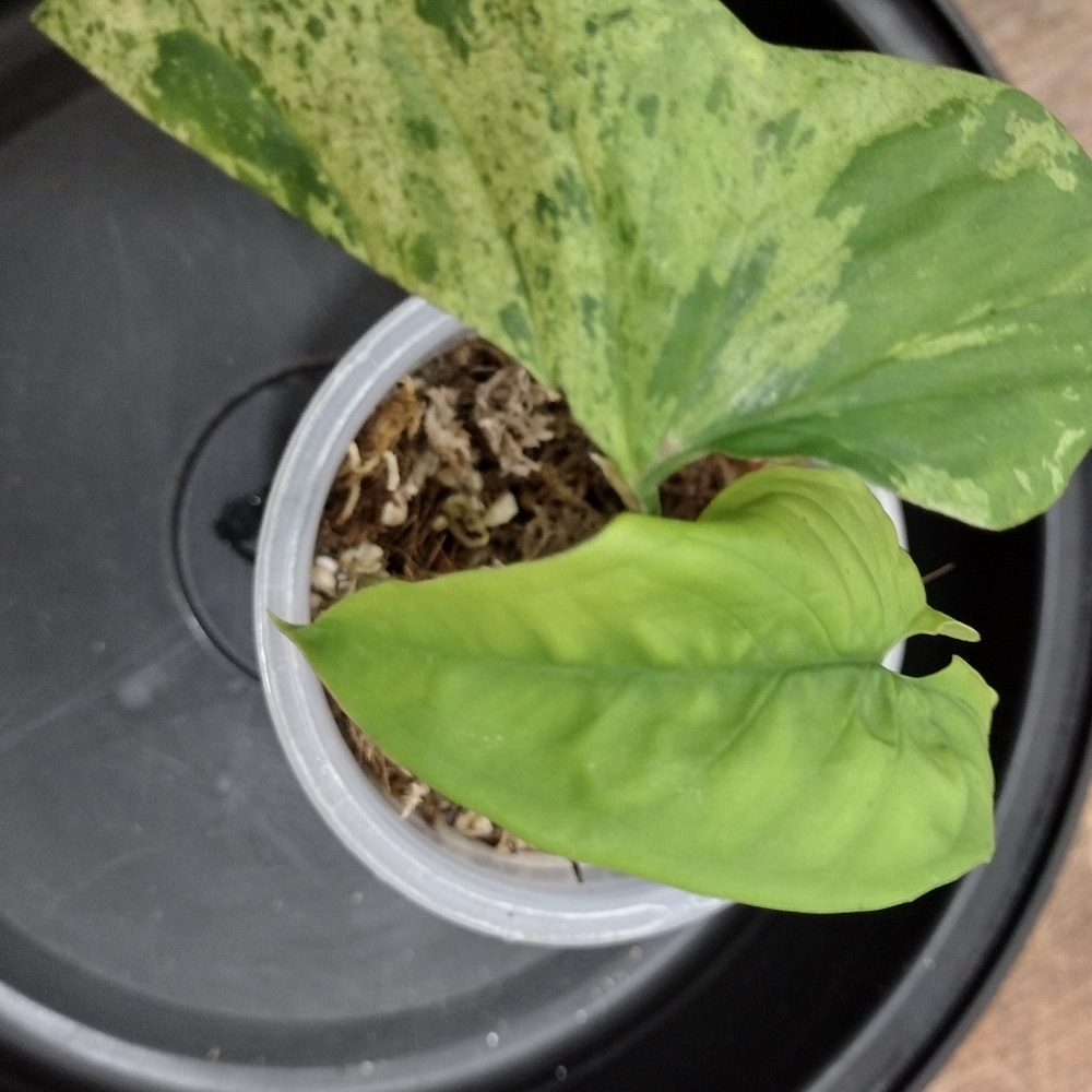 Syngonium Mojito